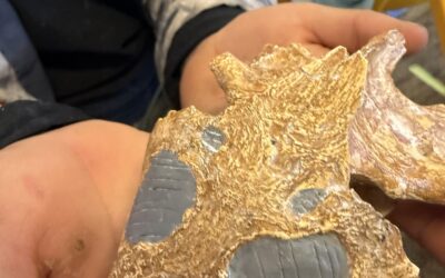 Bringing “Lucy” to Life: 3D Printing the Past at PPOS